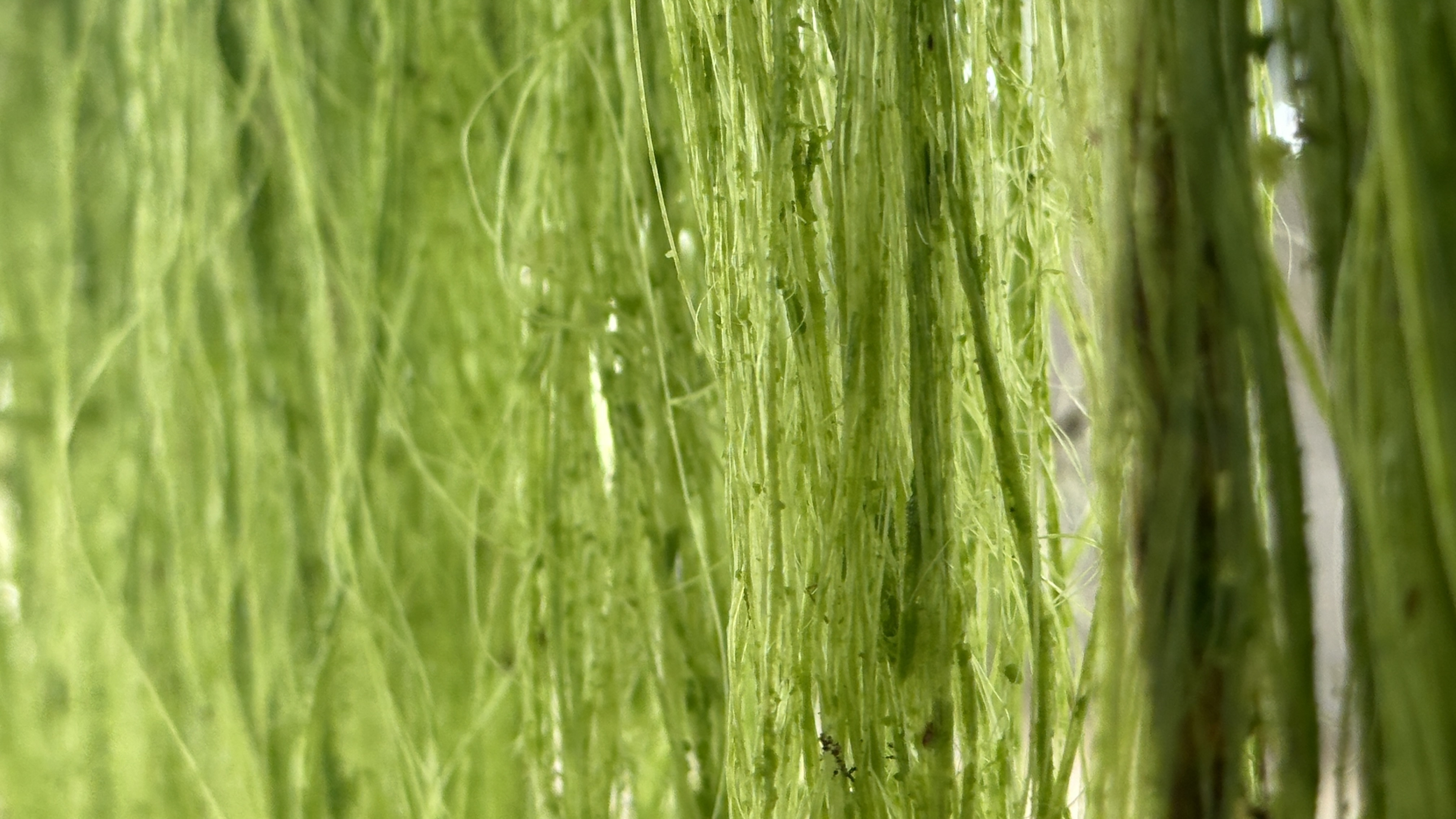 thumb Annaloop Origin Yarn - ANL001Y20