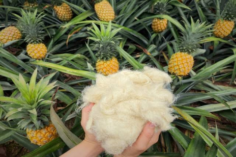 Giải Mã Giá Trị Cốt Lõi Và Đặc Tính Cơ Học Của Pineapple Leaf Fiber (PALF)