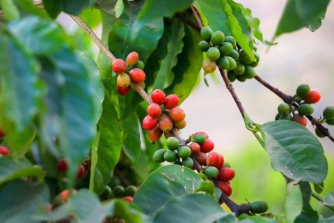 Cà phê Moka là gì - Tại sao gọi là hoàng hậu cafe
