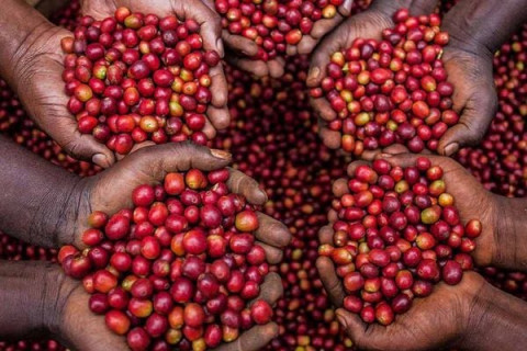 Cà phê Arabica - Nguồn gốc, đặc điểm, hương vị cà phê Arabica